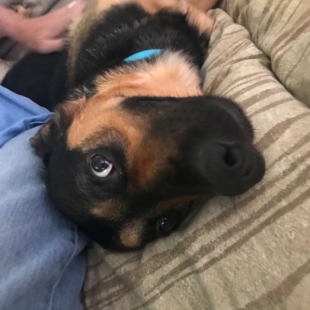 Meet your Posher, Zoey